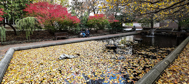 Autumn in Brooklyn at our serene lily pond.