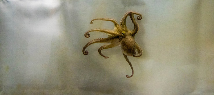 Discover the behaviors of what lives under the sea.