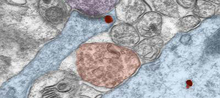 Increased expression of α4βδ GABAA receptors on dendritic spines of CA1 hippocampal pyramidal cells at puberty. The electron microscopic image shows a spine emanating from a dendritic shaft of a pyramidal cell (blue) at puberty.