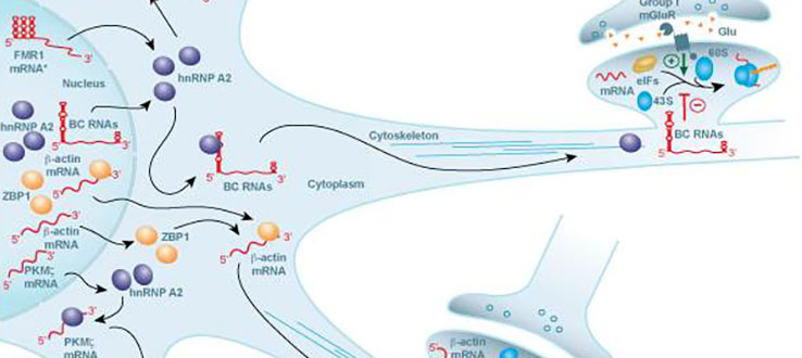 RNA transport and local translation in neurons. BC RNAs control translation of local mRNAs at the synapse. Competition of expanded CGG-repeat FMR1 mRNA for transport factor hnRNP A2 causes impairments in the synapto-dendritic delivery of BC RNAs.