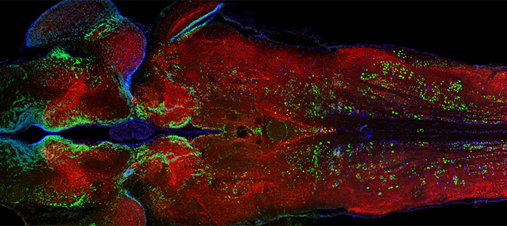 Serotonin - immunoreactivity (red) in a horizontal section through the plainfin midshipman fish brain. Ventral forebrain is to the left and hindbrain to the right. Green is neural-specific Hu immunoreactivity and blue is DAPI nuclear counterstain.