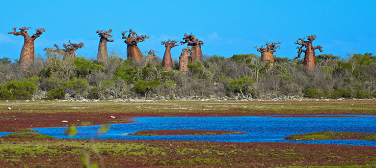 A field of baobab trees.