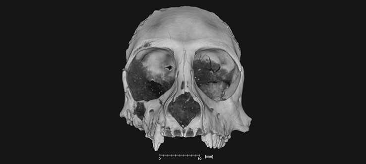 1<p>The skull of a 16.5-million-year-old primate from southern Argentina, <em>Killikaike blakei</em>, a relative of modern squirrel monkeys.</p>