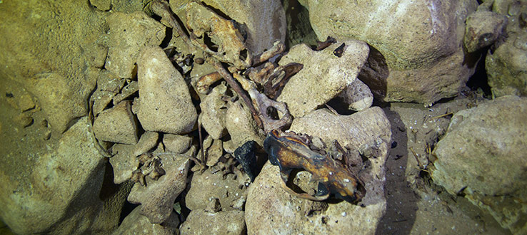 In Mitoho Cave, skulls and bones belonging to the extinct Giant Fosa, Madagascar’s largest mammalian predator, and possibly their prey.