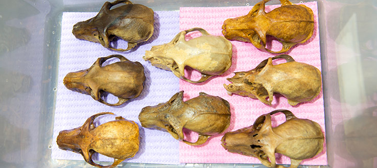1<p>Eight nearly perfect skulls of the extinct subfossil lemur <em>Pachylemur insignis</em> from Aven Cave, Madagascar.</p>