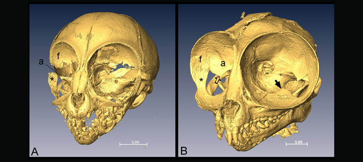 1<p>Tarsier eyes and orbits grow enormously from birth to adulthood, as revealed by the work of colleagues Tim Smith and Valerie DeLeon.</p>