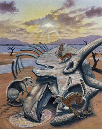 <p>Three small primitive mammals walk over a <em>Triceratops</em> skeleton in the earliest Paleocene (Illustration: Mark Hallett)</p>