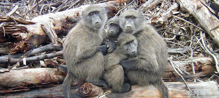 Professor Chowdhury studies social behavior and stress physiology of chacma baboons in South Africa.