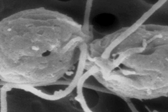 <p>Two fusion-defective mutants adhering via their mating structures.</p>