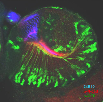 Marking neurons in the <em>Drosophila</em> brain.