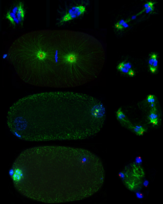 High-resolution images of dividing <em>C. elegans</em> oocytes, spermatocytes, and embryos. DNA in blue, microtubule-based spindle in green and centrioles in red.