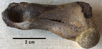 Theropod toe bone found in the Late Cretaceous Fairpoint Member of the Fox Hills FM, White Owl, SD.