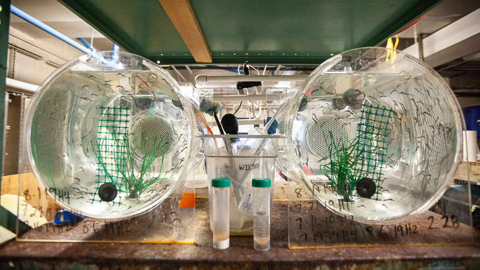 Aquatic Research and Environmental Assessment Center