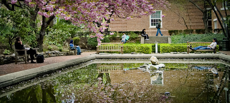 Springtime at our lily pond.