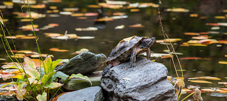 Meet someone new at our tranquil lily pond.