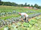 Seattle Tilth Farm Works, Seattle