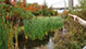 Lush Greenery: Brooklyn Bridge Park has many beautiful areas. This oasis of plants and streams creates a peaceful environment that hides one from the typical city environment all while using natural resources.