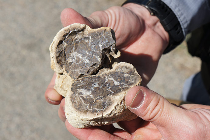 Dr. Tyler Lyson, Curator of Vertebrate Paleontology for the Denver Museum of Nature & Science, holds open a split concretion and reveals the cross section of a vertebrate skull inside. (HHMI Tangled Bank Studios)