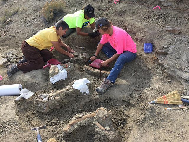 Katja Knoll and paleo volunteers isolate bones belonging to an adult hadrosaur (duck-billed dinosaur) to ready them for jacketing (encasing them in plaster-soaked burlap for safe transport).