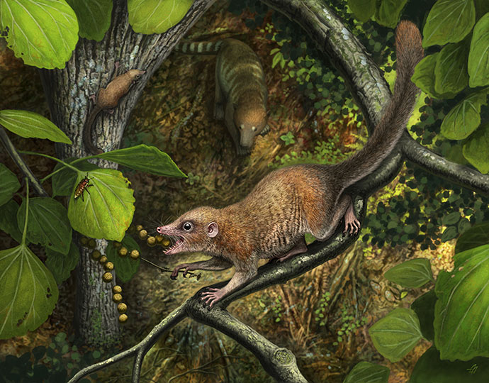 <em>A lifelike rendering of the newly discovered early primate species </em>Purgatorius mckeeveri<em>. Illustration by Andrey Atuchin<br />
<br />
</em>Shortly after the extinction of the dinosaurs, the earliest known archaic primates, including a new species, <em>Purgatorius mckeeveri</em> (foreground), quickly set themselves apart from their competition (see archaic ungulate mammal on the forest floor) by specializing on an omnivorous diet including fruit found up in the trees.