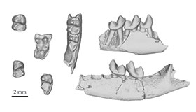 More on this Fantastic Fossil Find More on this Fantastic Fossil Find