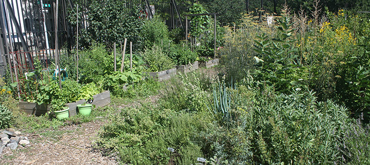 Our community garden provides hands-on education for students learning about sustainable garden practices for urban environments.