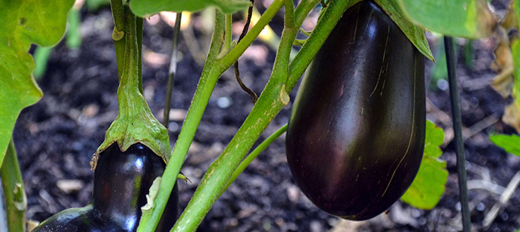 Members of the college and local communities are all eligible to start growing their favorite ingredients.