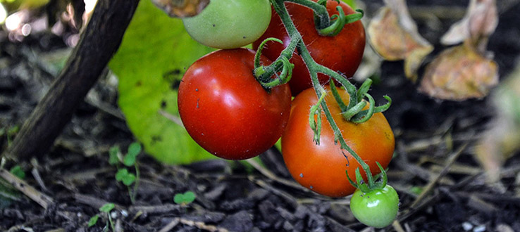 Students, staff, and community members become farmers at our on-campus garden.