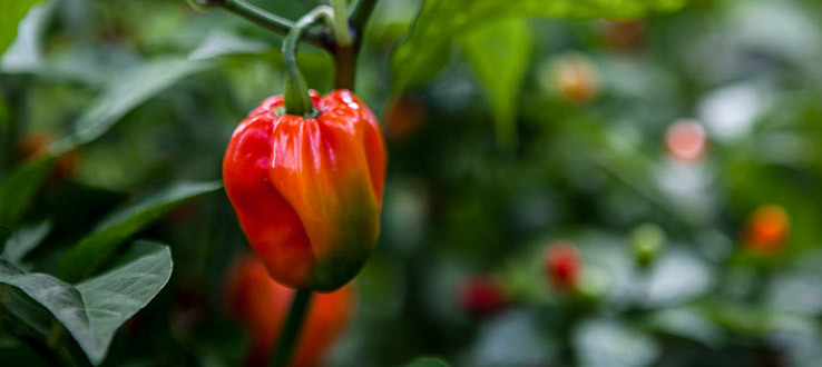 Food always tastes better when you grow it yourself.