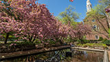Lily Pond