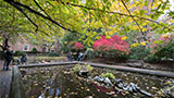Lily Pond