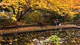 Lily Pond
