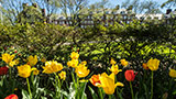Springtime