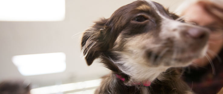 1<p>Hanging out with a pet helps to relieve stress, too.</p>