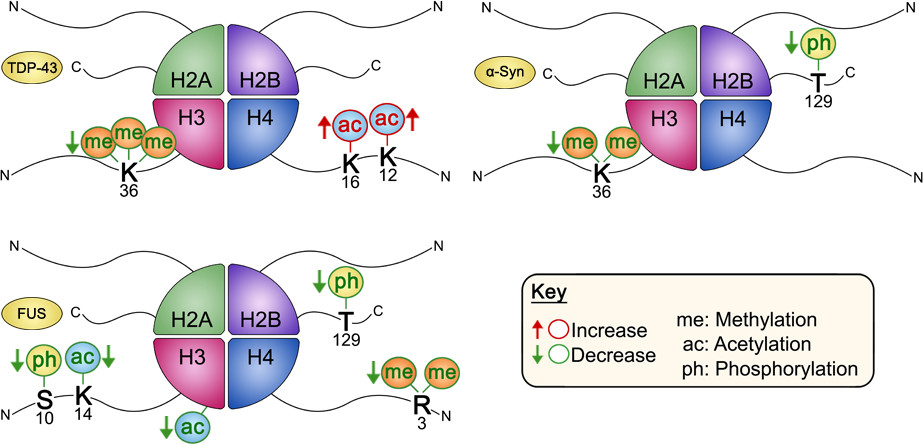 Figure adapted from “Neurodegenerative Disease Proteinopathies Are Connected to Distinct Histone Post-translational Modification Landscapes” by Karen Chen, Seth A. Bennett, Navin Rana, Huda Yousuf, Mohamed Said, Sadiqa Taaseen, Natalie Mendo, Steven M. Meltser, and Mariana P. Torrente, <em>ACS Chemical Neuroscience</em> 2018 <strong>9</strong> (4), 838-848