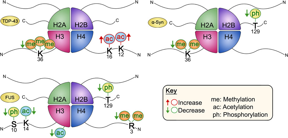 Figure adapted from “Neurodegenerative Disease Proteinopathies Are Connected to Distinct Histone Post-translational Modification Landscapes” by Karen Chen, Seth A. Bennett, Navin Rana, Huda Yousuf, Mohamed Said, Sadiqa Taaseen, Natalie Mendo, Steven M. Meltser, and Mariana P. Torrente, <em>ACS Chemical Neuroscience</em> 2018 <strong>9</strong> (4), 838-848