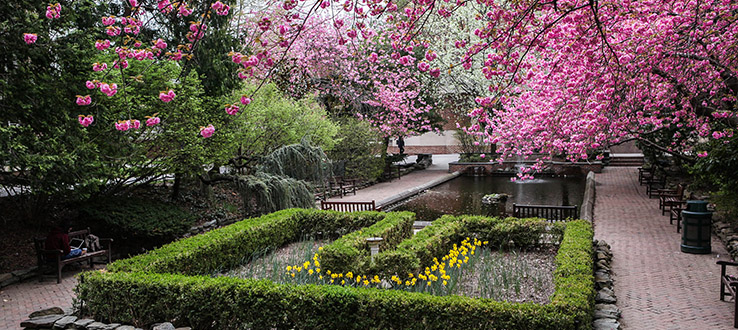 Our campus comes alive with color every spring.