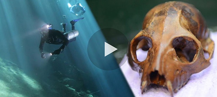 Underwater Lemur Graveyard Discovered