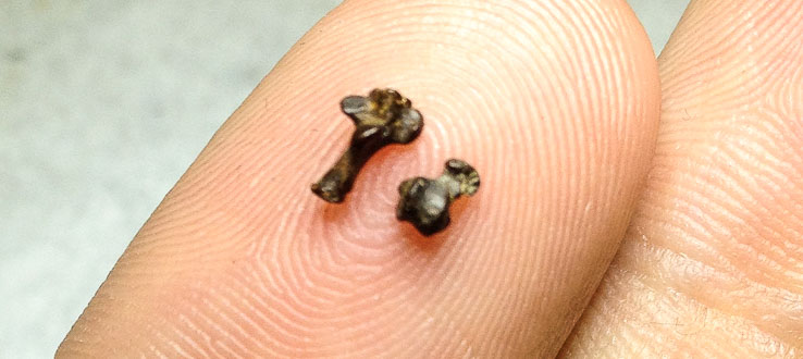 Assistant Professor Stephen Chester holds the tiny ankle bones of the oldest known primate, Purgatorius.