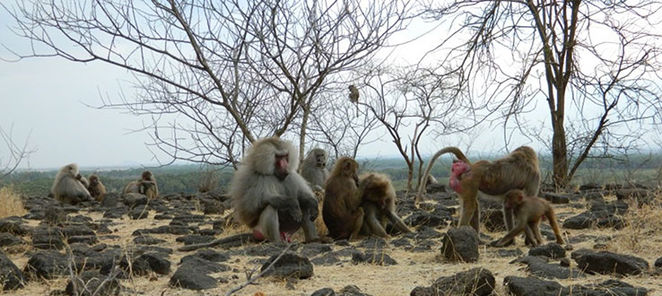 Professor Chowdhury studies the behavioral biology of hamadryas baboons in Ethiopia as part of the Filoha Hamadryas Project.