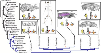 Hypothesis of evolutionary relationships of plesiadapiforms, euprimates, and other eutherian mammals.