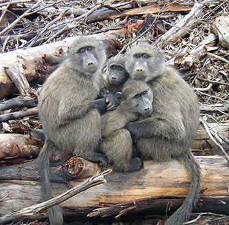 Chacma baboons in South Africa