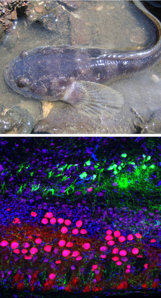Top: A nesting midshipman male in the intertidal zone in Tomales Bay, CA. Bottom: Multi-label fluorescence micrograph showing catecholaminergic neurons (green) just dorsal to vocal motor neurons (pink) in the hindbrain-spinal cord.