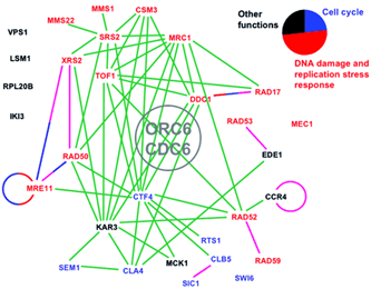 Genetic network of DNA replication control.