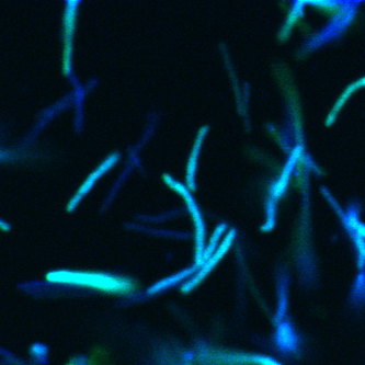 <em>Mycobacterium smegmatis</em> cells expressing blue and green fluorescent proteins