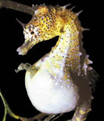 Male pregnancy in the seahorse.  Seahorse males have evolved complex organs for protecting, aerating and nourishing their offspring.