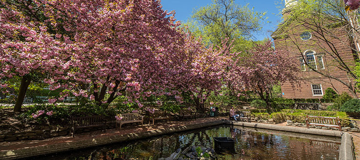 The lily pond, a pleasant place to study or just sit and relax, especially in spring.