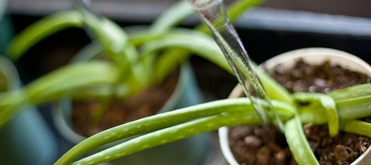Learn how life grows.