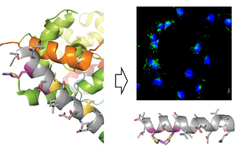 A cell-penetrating bis-thioether stapled peptide inhibits H3K27me3, an epigenetic modification
strongly
associated
with
development of multiple human cancers.