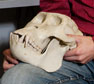 Doug Boyer Wins $50,000 Grant to Create a Database of Bones